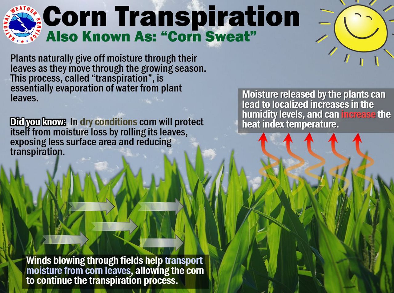 Sweaty corn means more humidity and more fog